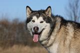 ALASKAN MALAMUTE 834